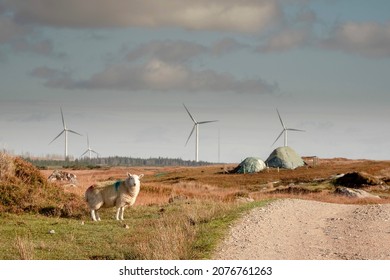 One Sheep Standing On A Grass On A Side Of A Small Country Road, Wind Farm And Bog With Turf Pile In The Background. Modern And Old Technology. County Galway, Ireland. Irish Landscape