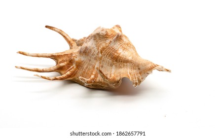 one shell on a white background