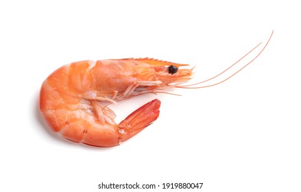 One Shrimp Cut Out On A White Background