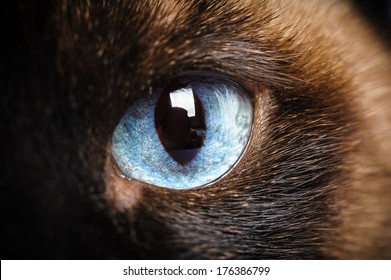 one siamese cat eye macro extreme closeup with reflection of photographer