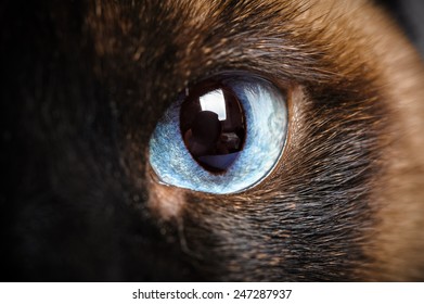 One Siamese Cat Eye Macro Closeup