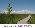 One silver maple tree in a marsh next to a boardwalk at Point Pelee National Park in Ontario, Canada