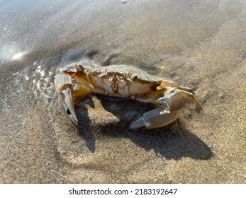 One single crab in sand on the beach  - Shutterstock ID 2183192647