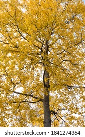 One Single Glowing Aspen Tree In Fall Colors