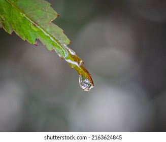 One Single Water Droplet Hangs From A Leaf With Blurry Backgroun