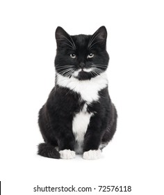 Black And White Cat Hd Stock Images Shutterstock