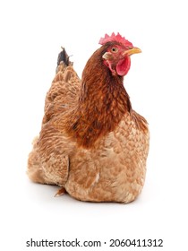 One sitting brown chicken isolated on a white background. - Shutterstock ID 2060411312