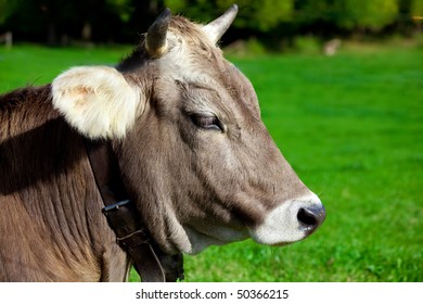 6,167 Human cows Stock Photos, Images & Photography | Shutterstock