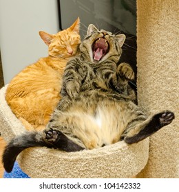 laughing cats