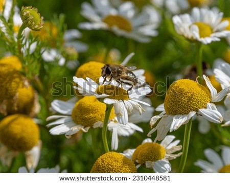 One small bee-like fly sits on a white daisy flower on a summer day. Insect on a flower close-up. Hover flies, also called flower flies or syrphid flies. Syrphidae perched on white daisy in close up