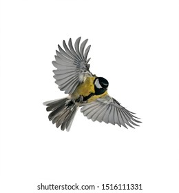 One Small Bird Tit With Large Wings And Spread Feathers Flying On White Isolated Background