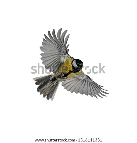 one small bird tit with large wings and spread feathers flying on white isolated background