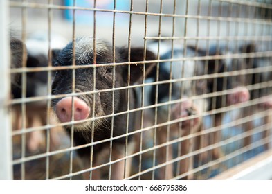 One Small Black Pig With Pink Nose And Its Friends In A Cage Behind The Bars Looking At People, Hungry And Expecting Someone To Feed Them.