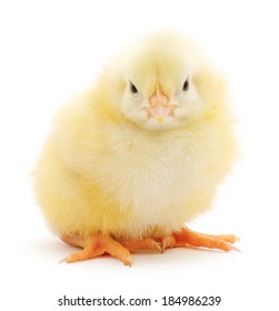 Cute Little Chicken Coming Out White Stock Photo 187617449 | Shutterstock