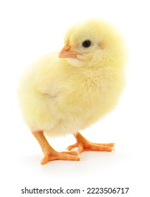 One small chicken on a white background - Shutterstock ID 2223506717