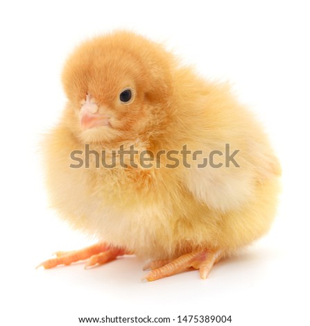 Similar – small chicken Life Easter