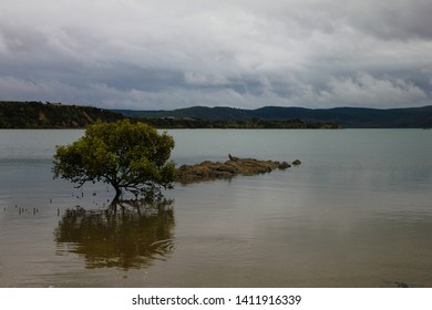 One small deciduous tree in clean lake and its reflectoin. Gray bird on rocks. Beautiful cloudy day. New Zealand, North island, Northland, Koutu boulders.