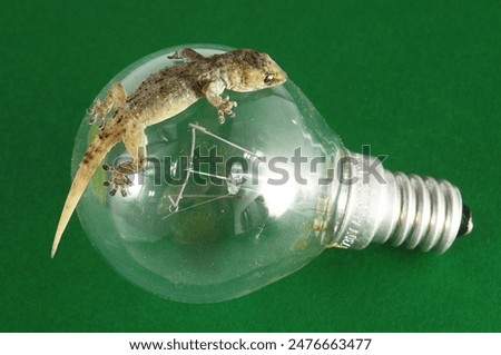 One Small Gecko Lizard and Light Bulb on a Colred Background