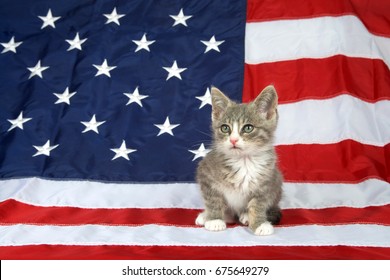 One small gray and white tabby kitten sitting on the American flag looking to viewers left. Patriotic kitty.