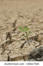 One small green tree in drought land