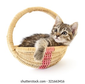 One small grey kitten sitting in a basket