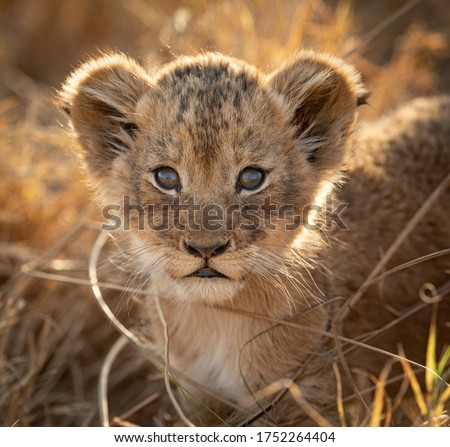 One small lion cub backlit portrait close up on face in warm afternoon light in Kruger Park South Africa