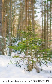 One small pine tree in the winter forest