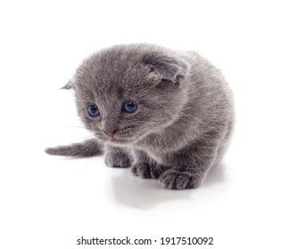 Chat Drole Images Photos Et Images Vectorielles De Stock Shutterstock