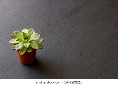 One small terracotta pot with succulent stands on a black or dark modern concrete background. Copy space for your text. Top and side view.