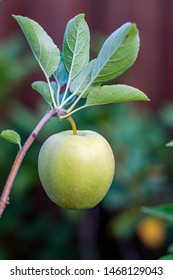 One Small Unripe Green Apple Golden Delicious On Apple Tree