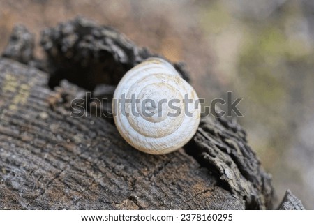 one small white snail shell lies on a gray wooden stump in nature
