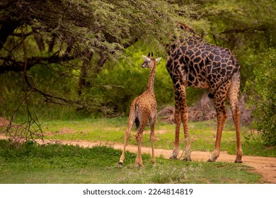 one small wild giraffe stands with his moother under a large tree and eats a leaf in national park in Africa