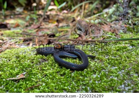 One of the smallest Reed Snakes, Pseudorabdion longiceps inhabits mainly forested areas hiding under logs, rocks or leaf litter. Its colour varies from black, brown to reddish brown
