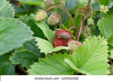 One snail destroy strawberry in summer garden as pest illustration. Big brown slug or derocera eat plants