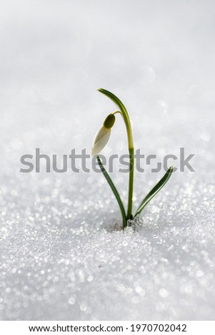 One snowdrop (galanthus) in the snow. Snowdrop (galanthus) is spring bulbous plant. Primrose in the snow. Spring background.