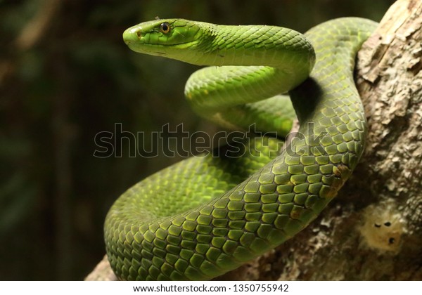 One South Africas Most Beautiful Snakes Stock Photo 1350755942 ...