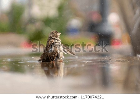 Similar – Image, Stock Photo sparrow riot Bird