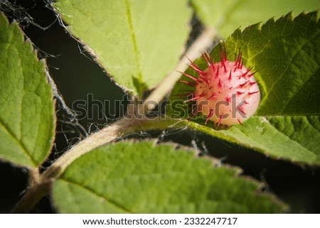 one Spiny leaf gall wasp