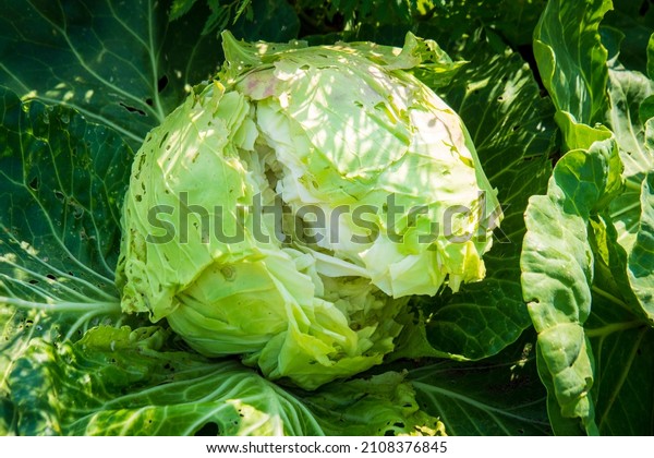 630 Split Cabbage Images Stock Photos And Vectors Shutterstock