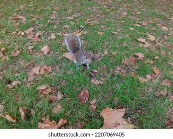 One Squirrel In Hyde Park During Automn. 