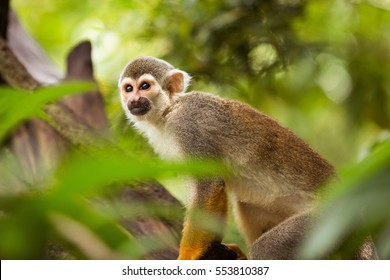 One squirrel monkey on top of a tree looking to the side. - Powered by Shutterstock