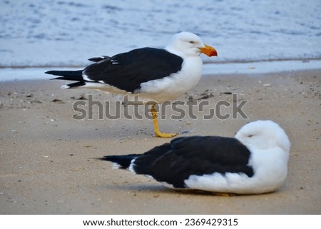 One standing and one sleeping pair of sea bird Pacific gulls on the edge of the ocean beach in Freycinet National Park in Tasmania display bright red and orange colored beaks