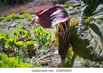 One of the strangest looking flower called Arisaema Griffithii commonly known as Cobra lily, closeup shot at Gangtok, Sikkim, India - Shutterstock ID 1766956955