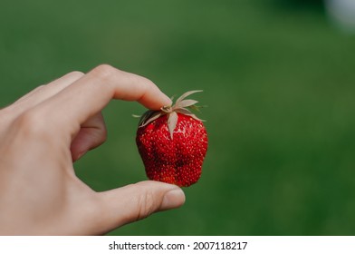 One strawberrie of different sizes in women's hands. strawberry harvest, berry size