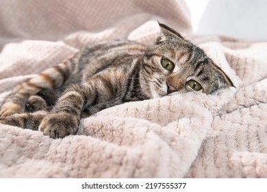 One striped sad cat with green eyes lies at home on a soft blanket with frightened eyes and flattened ears. Pet disease. - Shutterstock ID 2197555377