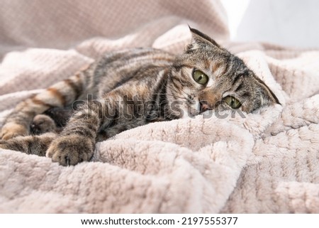 One striped sad cat with green eyes lies at home on a soft blanket with frightened eyes and flattened ears. Pet disease.