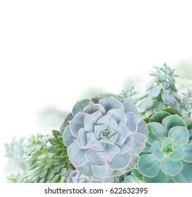 One Succulent Green Plants Border Isolated On White Background