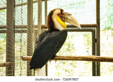 One Sumba Hornbill Bird On A Branch (Rhyticeros Everetti) In Cage