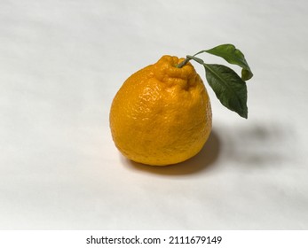 One Sumo Orange On White Background