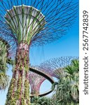 One of the supertrees spreads its branches overhead in the Gardens By The Bay in Singapore.